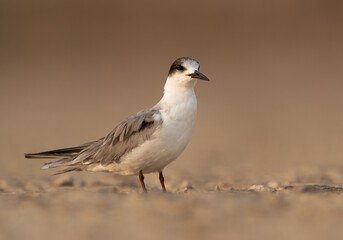 A juvenile White-cheeked tern perched on the ground, Bahrain