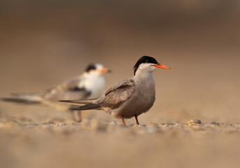 Closeup of White-cheeked tern perched on the ground, Bahrain