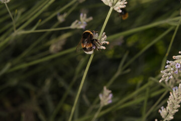 bumblebee (or bumble bee, bumble-bee, or humble-bee)