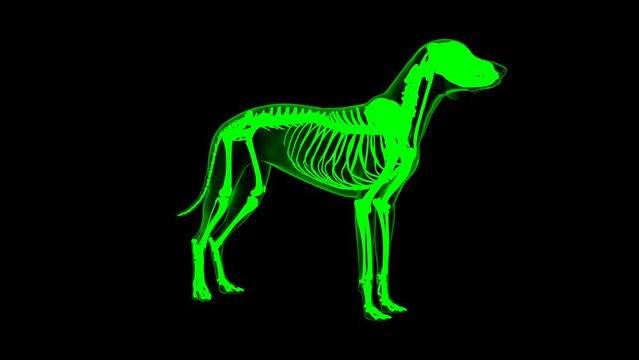 Cleidomastoideus muscle Dog muscle Anatomy For Medical Concept 3D Animation Green matte