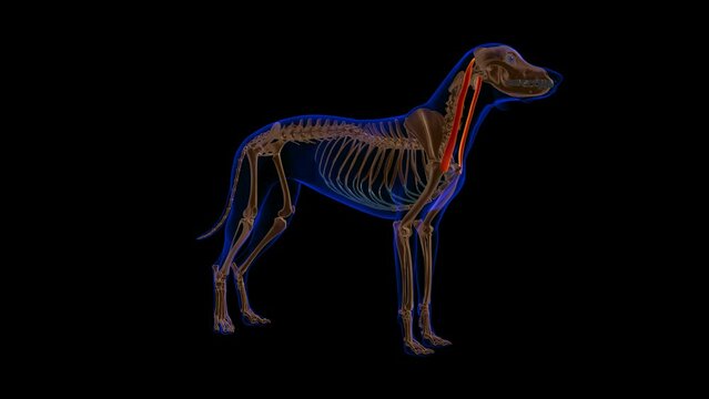 Cleidomastoideus muscle Dog muscle Anatomy For Medical Concept 3D Animation