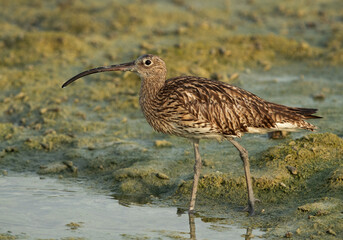 Portrait of a Eurasian curlew, Bahrain