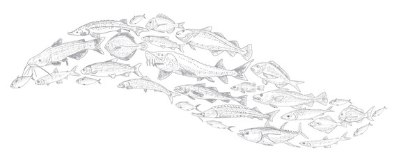Obraz premium School of fish vector illustration. Fish sketch hand drawn collection. Sea and river fish in the engraved style