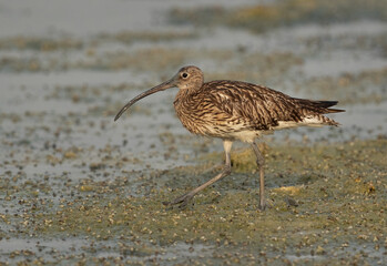 Portrait of a Eurasian curlew, Bahrain