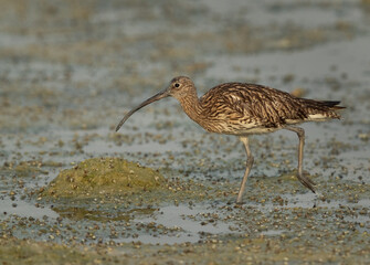 Closeup of a Eurasian curlew, Bahrain