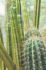 The origin plant of mescaline alkaloids and more traditional medicine the spiny Echinopsis pachanoi San Pedro cactus grows quickly in the Nevada desert - obrazy, fototapety, plakaty