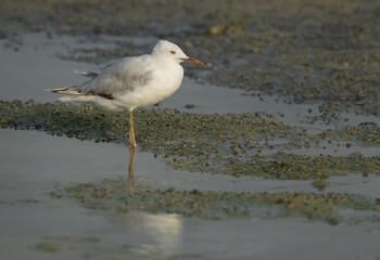 Portrait of a Sender-billed gull, Bahrain
