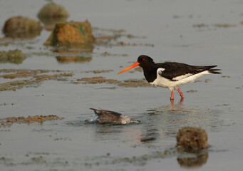 Portrait of a Oystercatcher, Bahrain