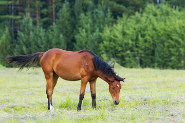 Chestnut horse grazing in the green meadow in summer day