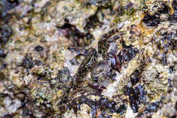 crab on some rocks by the sea. Rocks full of life and small crustaceans, wildlife