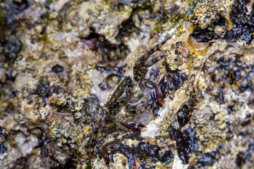 crab on some rocks by the sea. Rocks full of life and small crustaceans, wildlife