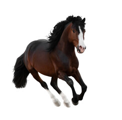 Bay horse galloping isolated on white