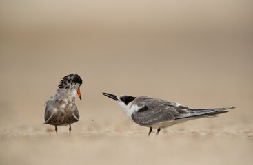Juvenile White-cheeked Tern begging for food from mother Tubli, Bahrain