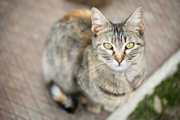 Adorable, stray Mackerel stripped tabby cat with orange spots and beautiful green eyes sitting and looking to the camera, shot from above