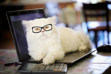 Adorable creamy white persian cat with yellow eyes, wearing dioptric glasses, lying over laptop...