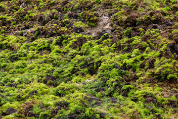 rocks on the coast of asturias, where small molluscs and crustaceans grow