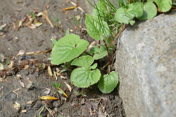 Plant growing in soil next to concrete.