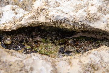 rocks on the coast of asturias, where small molluscs and crustaceans grow