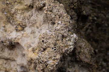 rocks on the coast of asturias, where small molluscs and crustaceans grow