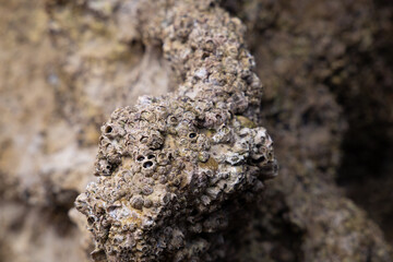 rocks on the coast of asturias, where small molluscs and crustaceans grow