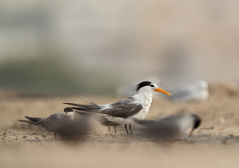 A Greater Crested Tern in the mid of White-cheeked tern at Tubli coast, Bahrain