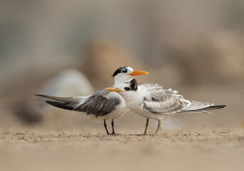 Greater Crested Tern with young one at Tubli coast, Bahrain