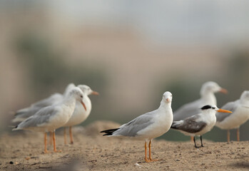 Sender-billed seagulls and a greater crested tern at Tubli bay, Bahrain