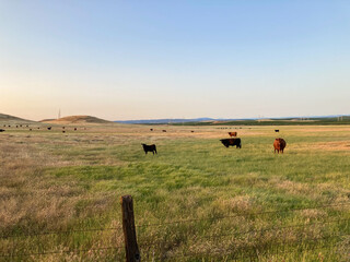 A herd of cattle (cows) in a country field on a ranch in Oakdale, California