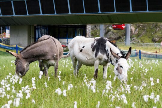 Austrian donkeys