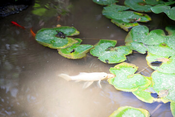 Pond with koi fish and lotus leaves. Swimming gold and white fish. Aquatic plants and carp.