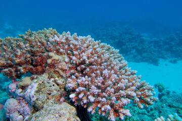 Fototapeta na wymiar Coral reef with Acropora coral at sandy bottom of tropical sea, underwater lanscape