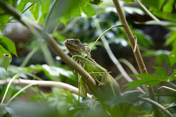 Iguana in green leaves. Reptile. Lizard species