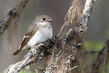 European pied flycatcher