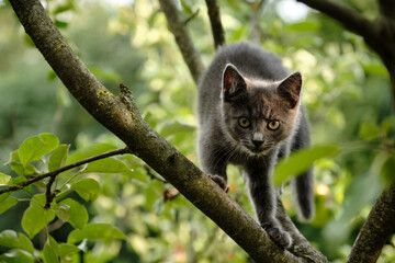 A Beautiful young Cat sitting on a tree. Cute pet on a natural green background.