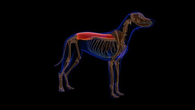 Erector Spinae muscle Dog muscle Anatomy For Medical Concept 3D Animation