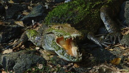 American crocodile sits on the ground with open mouth