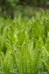 Young green fern leaves outdoors.