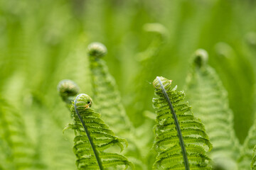 Young green fern leaves outdoors.