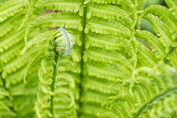 Young green fern leaves outdoors.