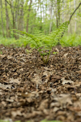 Young green fern leaves outdoors.