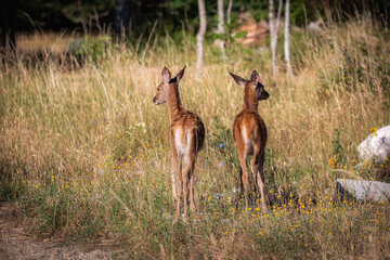 Fawns in the grass. Two fawns at the edge of the forest play together and exchange tenderness