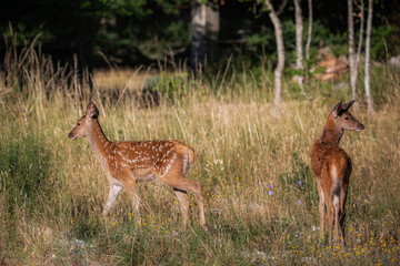 Fawns in the grass. Two fawns at the edge of the forest play together and exchange tenderness