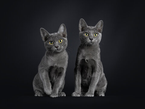Duo of Korat cat kittens, sitting beside each other. Looking towards camera. Isolated on a black background.