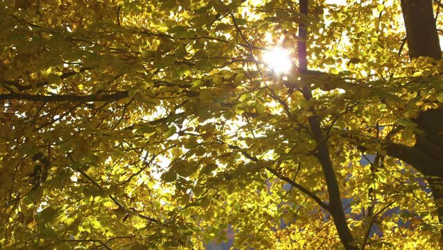 SLOW MOTION: Warm autumn sunrays flickering through bright yellow tree leaves. Sunlight peeking through beautiful beech tree branches with vibrant autumn leaves. An eye-pleasing moment in fall season.