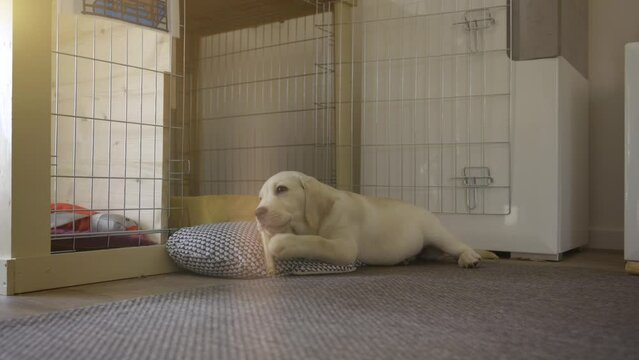 Cute little puppy chewing on a toy or dog chew lying in front of her kennel at home on a carpet