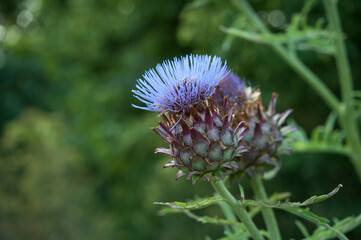 Close up of a flowering artichoke, outdoors against a green background