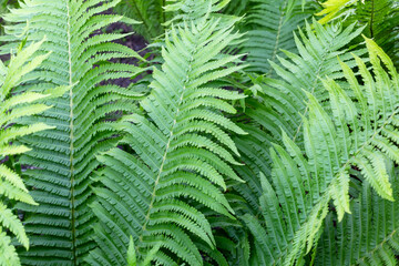 Fresh young fern at sunset