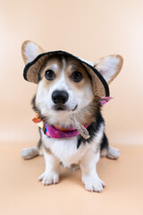 Corgi in a hat