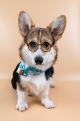 Corgi puppy with hat