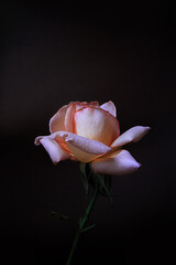 A delicate pink rose flower on a black background